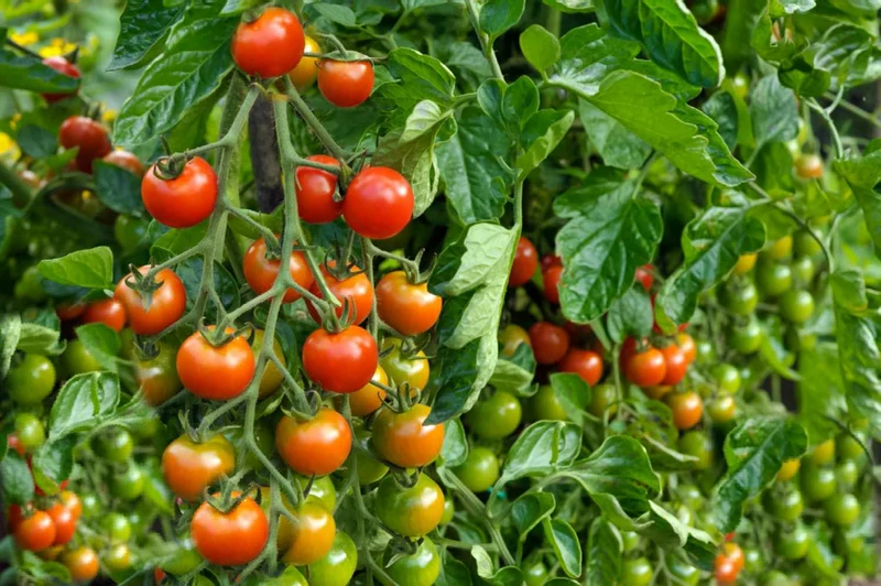 Determinate (Bush) Tomato Seeds – High-Yield, Compact & Easy to Grow