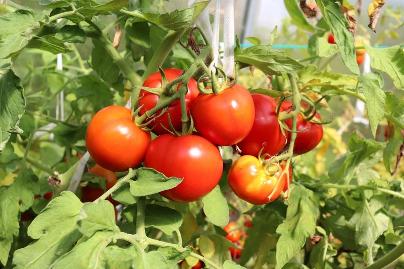 Determinate (Bush) Tomato Seeds – High-Yield, Compact & Easy to Grow