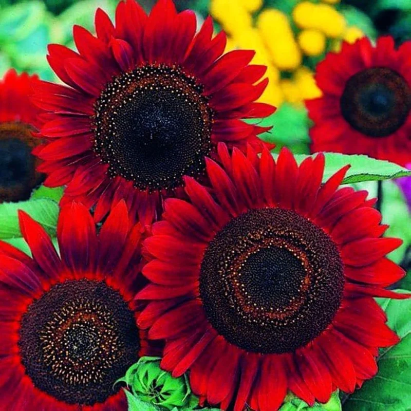 Red Sunflower Seeds – Striking Crimson Blooms for Gardens & Cut Flowers