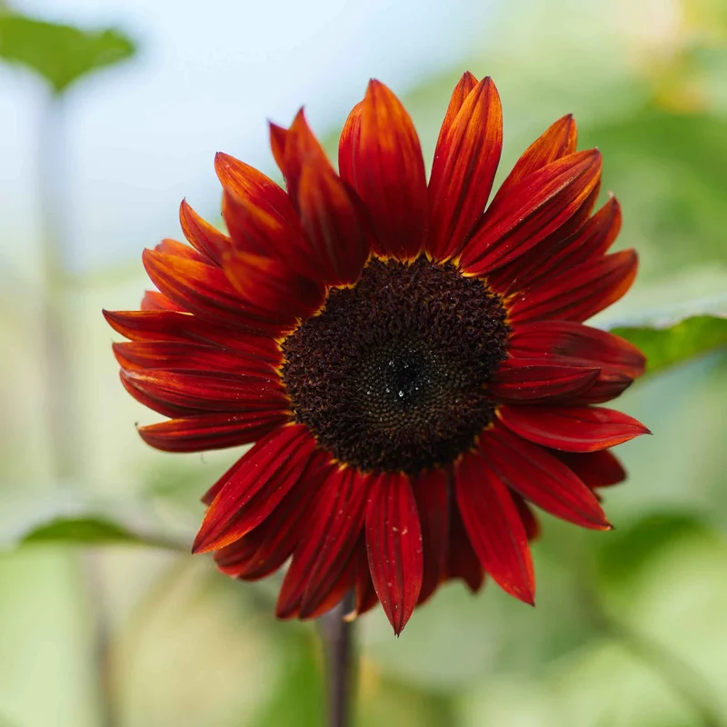 Red Sunflower Seeds – Striking Crimson Blooms for Gardens & Cut Flowers