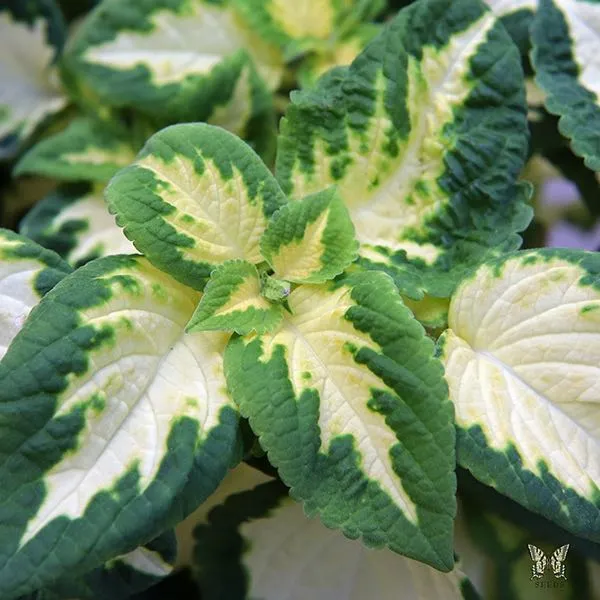 Coleus Wizard Jade Seeds | Elegant Green & Cream Variegated Foliage for Shade Gardens