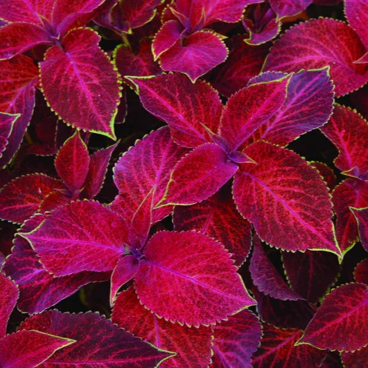Coleus Wizard Velvet Red Seeds – Deep Red Foliage for Shade Gardens