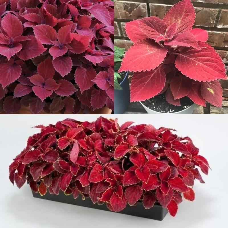 Coleus Wizard Velvet Red Seeds – Deep Red Foliage for Shade Gardens