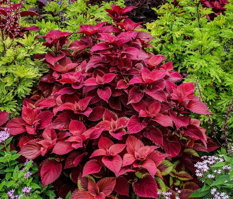 Coleus Wizard Velvet Red Seeds – Deep Red Foliage for Shade Gardens