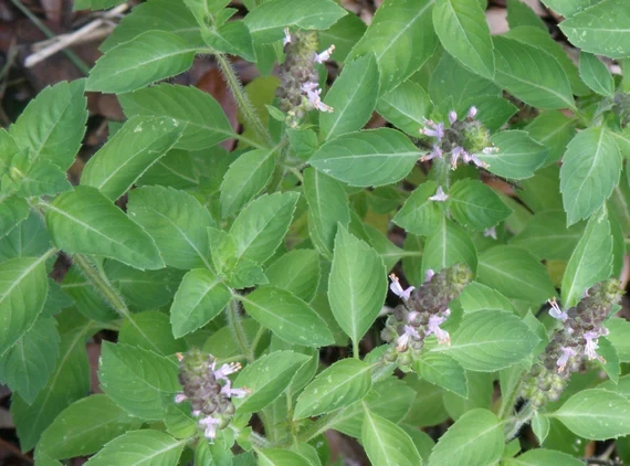 Holy Basil Seeds (Tulsi) – Premium Organic Seeds for Aromatic & Medicinal Herb Gardening
