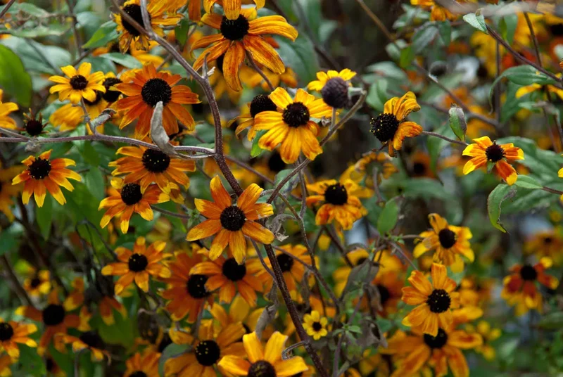 Sonnenhut (Rudbeckia triloba 'Prairie Glow')