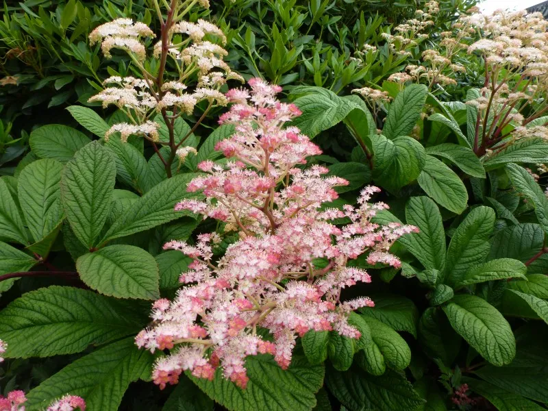 Konteradmiral (Rodgersia pinnata)