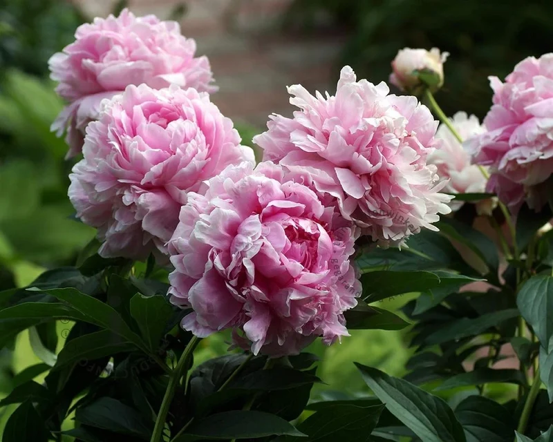 Pfingstrose (Paeonia (L) 'Sarah Bernhardt')