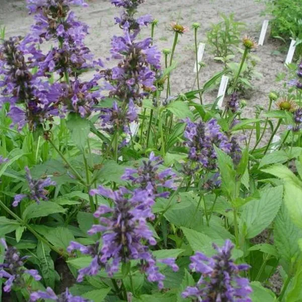 Katzenminze (Nepeta kubanica)