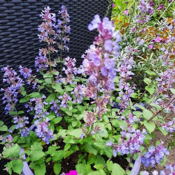Katzenminze (Nepeta faassenii 'Purrsian Blue')