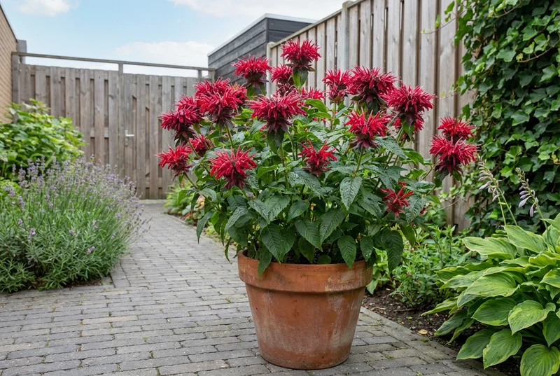 Bergamottepflanze (Monarda-Hybride 'Fireball')
