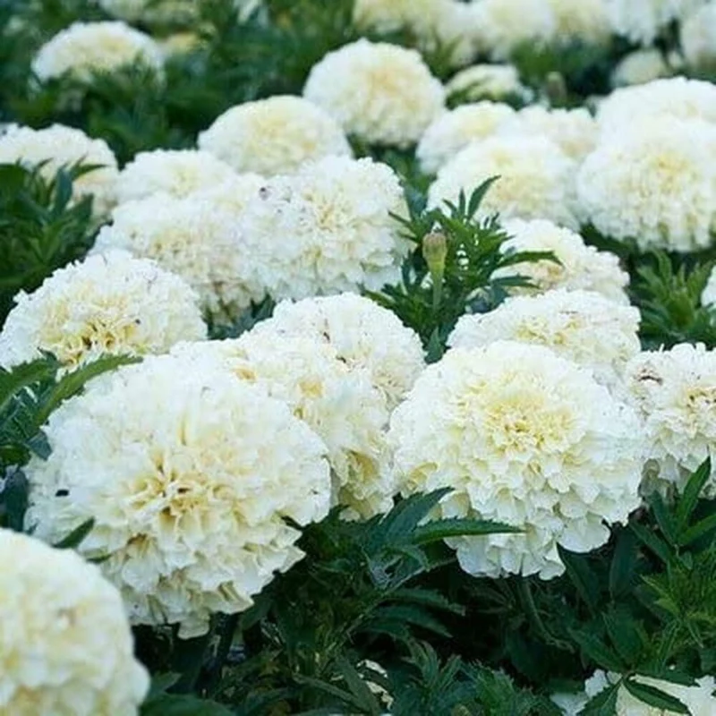Marigold Seeds (White Marigold Seeds) - Rare Elegant Blooms for Gardens & Bouquets