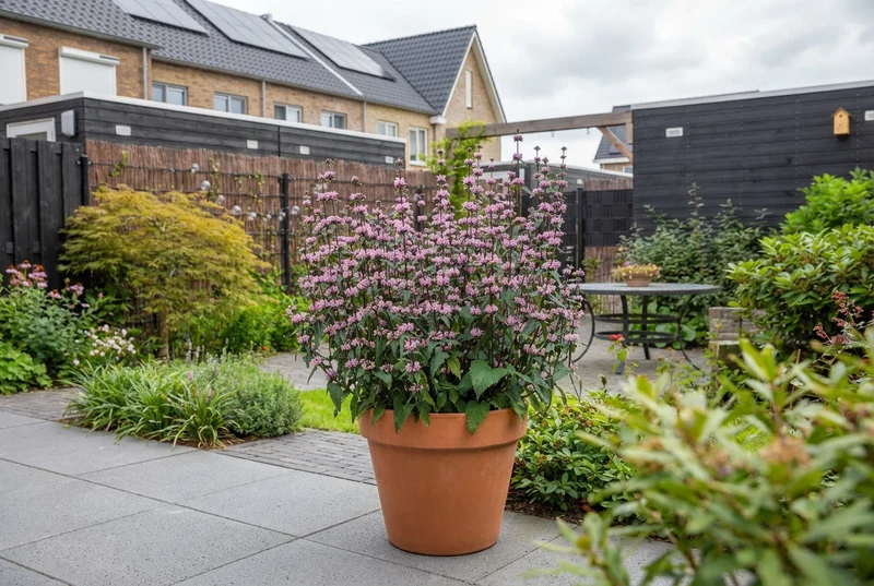 Weidenröschen (Phlomis tub. Amazon)