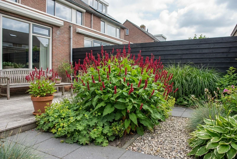 Knöterich (Persicaria ampl. 'Speciosa')