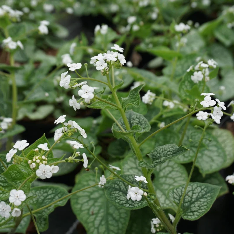 Vergissmeinnicht (Brunnera macrophylla 'Berrty Browning')