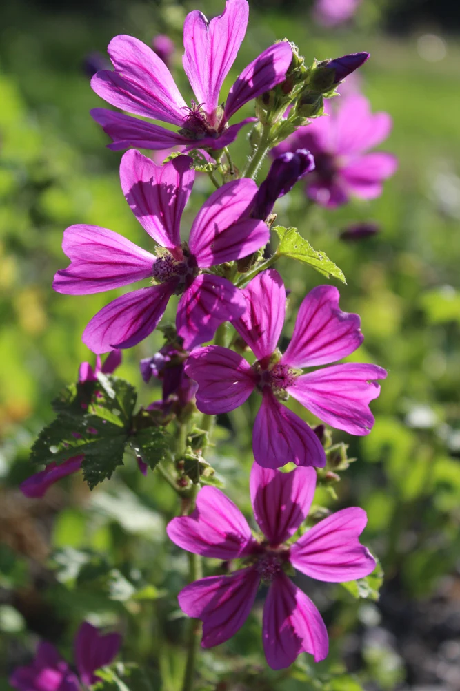 Bio-Wilde Malve Wildblume