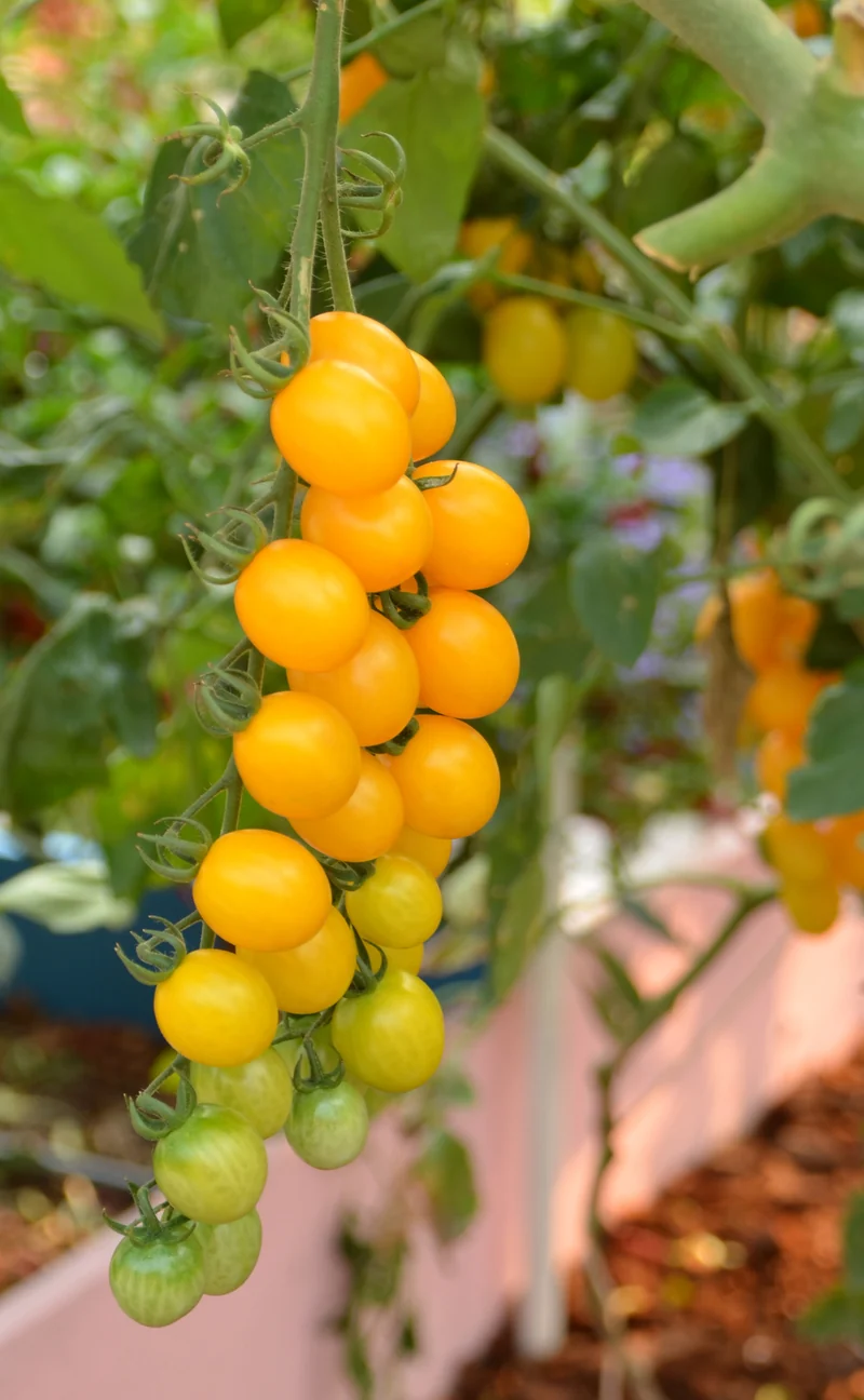 Bio-Wildtomate 'Golden Currant'
