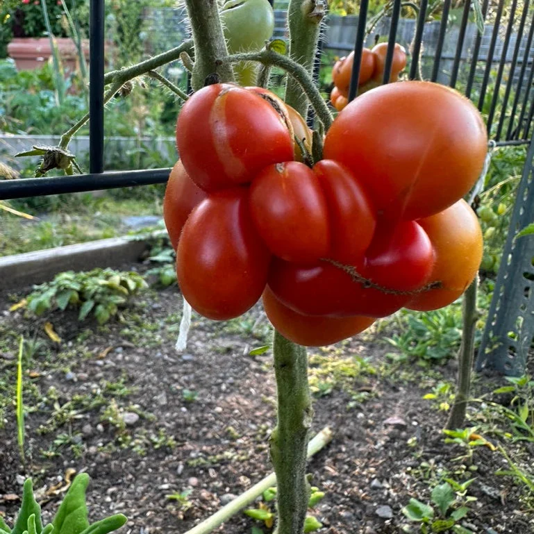 Reisetomate Tomato Seeds – Unique Clustered Heirloom Tomato