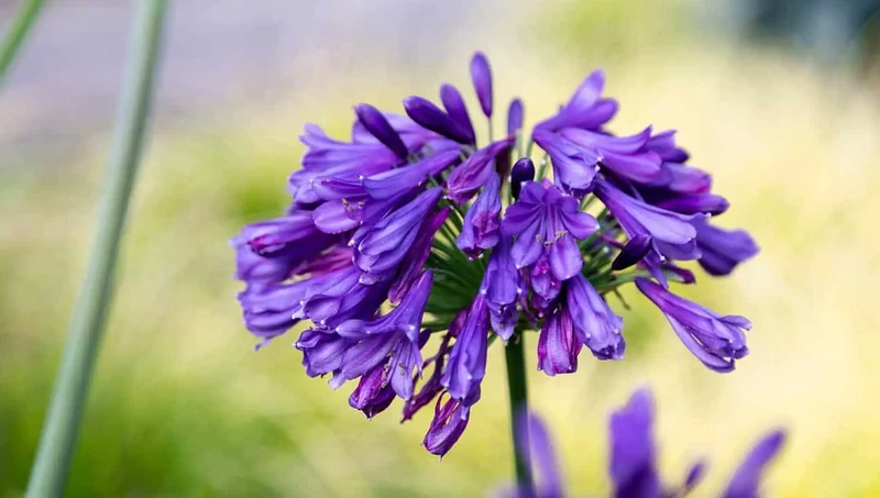 Amethyst Lavender Seeds – Vibrant Purple Blooms for Fragrant Gardens & Bouquets