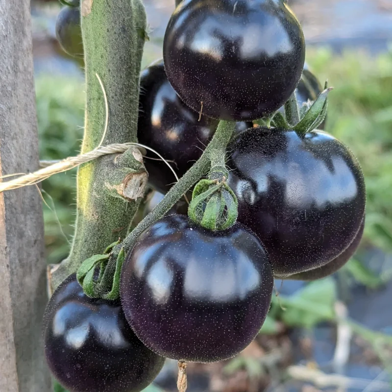Indigo Rose Tomato Seeds – Organic, High-Yield, Deep Purple Heirloom Variety