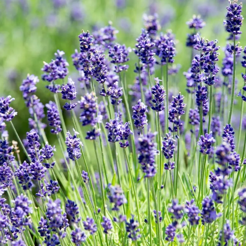 Lavender Blue Seeds – Bluish Purple Blooms for Garden Planting & Aromatic Use