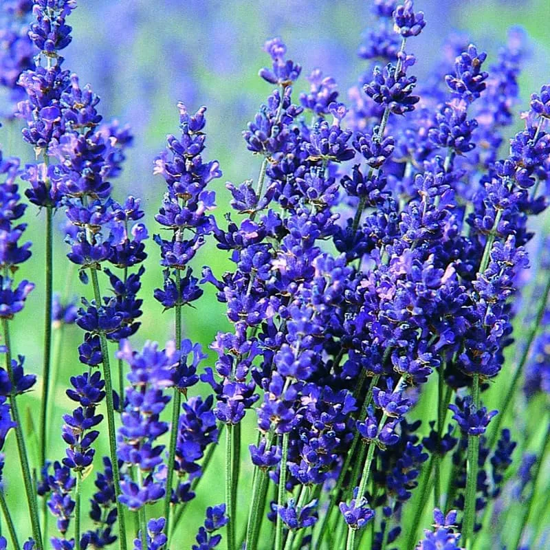 Lavender Blue Seeds – Bluish Purple Blooms for Garden Planting & Aromatic Use
