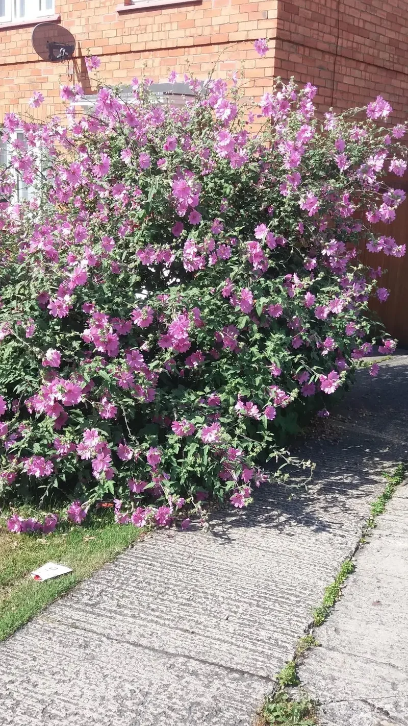 Lavatera (Lavatera 'Rosea')