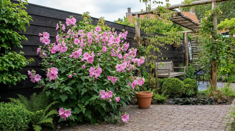 Lavatera (Lavatera 'Rosea')