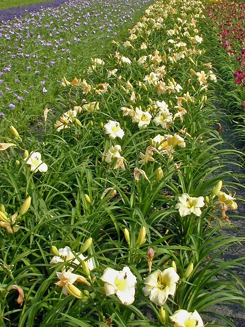 Taglilie (Hemerocallis 'Arctic Snow')