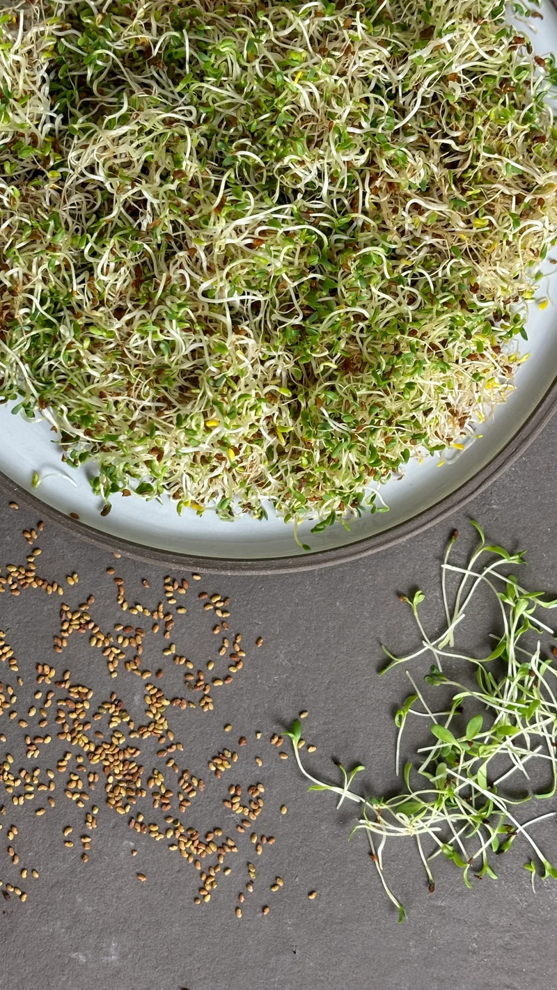 Bio-Alfalfa Luzerne Sprossen