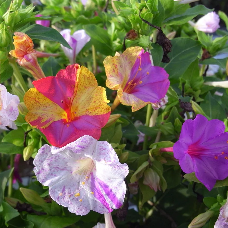 Bio-Wunderblume