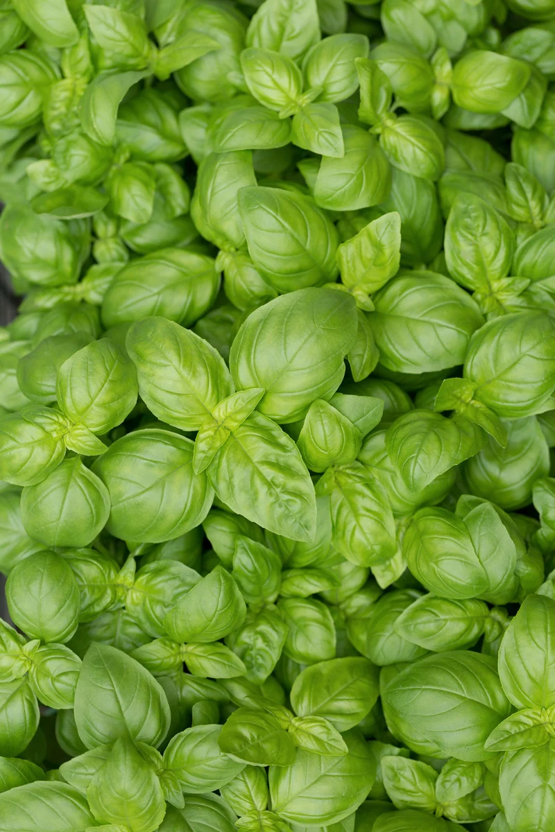 Bio-Basilikum 'Genoveser'