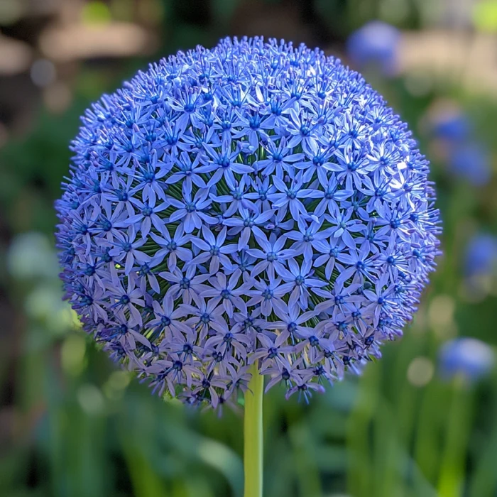 Giant Blue Allium Giganteum Seeds, Rare & Beautiful Perennial Flowers