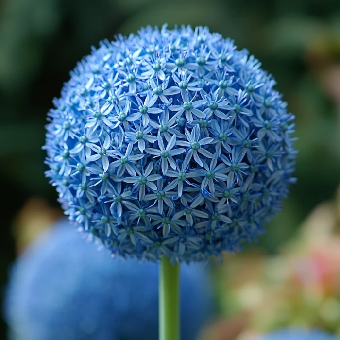 Giant Blue Allium Giganteum Seeds, Rare & Beautiful Perennial Flowers