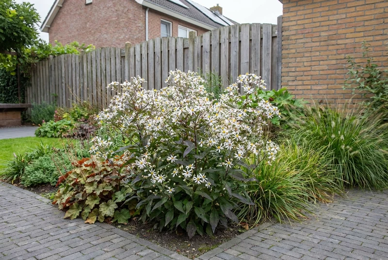 Herbstaster (Aster divaricatus)