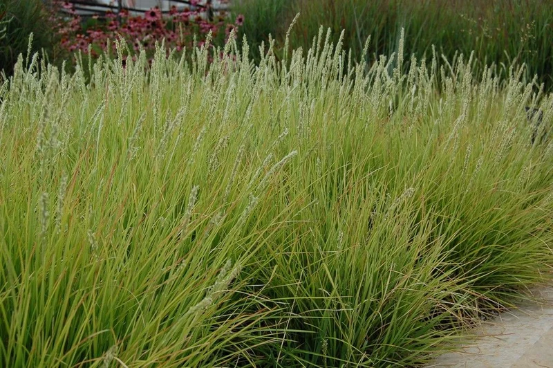 Blaugras (Sesleria Autumnalis)