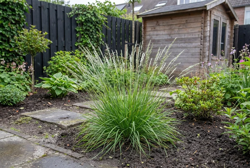Blaugras (Sesleria Autumnalis)