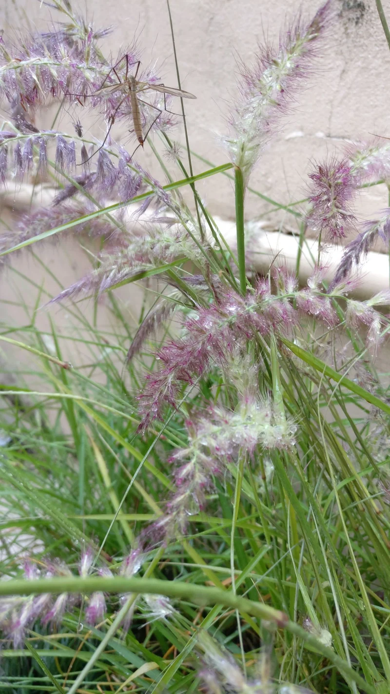 Neunaugengras (Pennisetum alopecuroides flamingo)