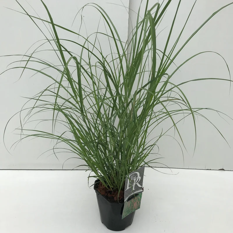 Neunaugengras (Pennisetum alopecuroides flamingo)