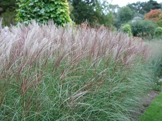 Prächtiger Glattbutt (Miscanthus sin. „Kleine Silberspinne“)