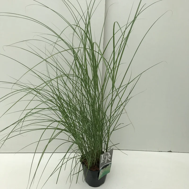 Prächtiger Glattbutt (Miscanthus sin. „Kleine Silberspinne“)