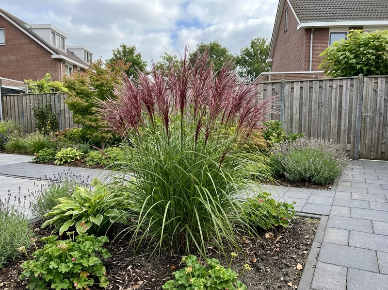 Roter Häuptling (Miscanthus sinensis 'Red Chief')
