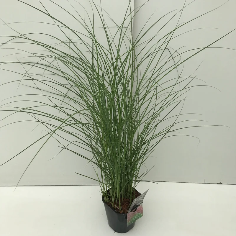 Roter Häuptling (Miscanthus sinensis 'Red Chief')