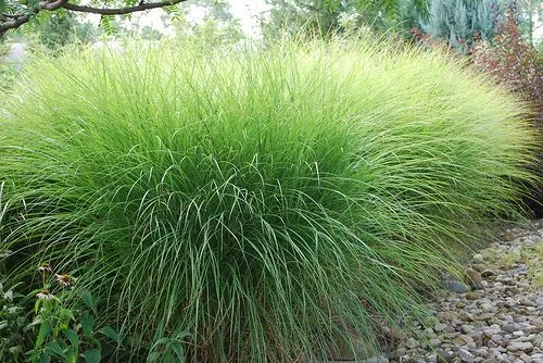 Prächtiger Glattbutt (Miscanthus sinensis 'Gracillimus')