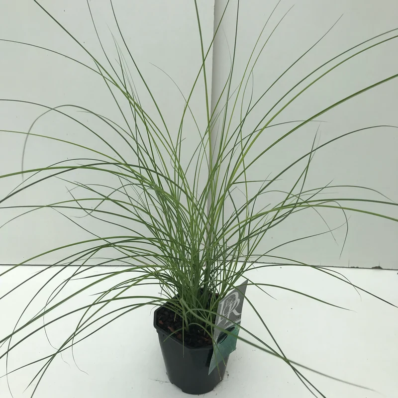 Prächtiger Glattbutt (Miscanthus sinensis 'Gracillimus')