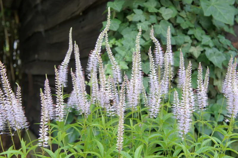 Ehrenpreis (Veronicastrum virg. 'Laventrum')