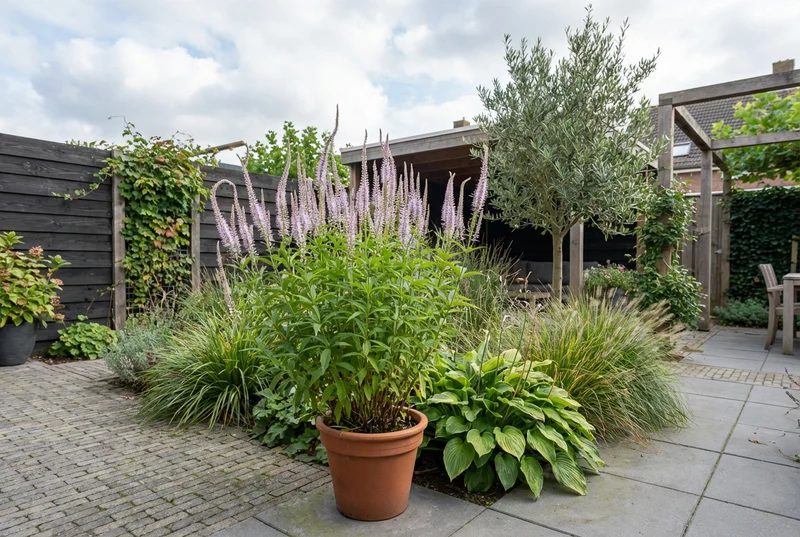 Ehrenpreis (Veronicastrum virg. 'Laventrum')