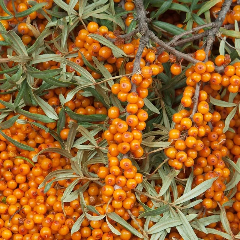 Seabuckthorn (Hippophae rhamnoides) – Seeds
