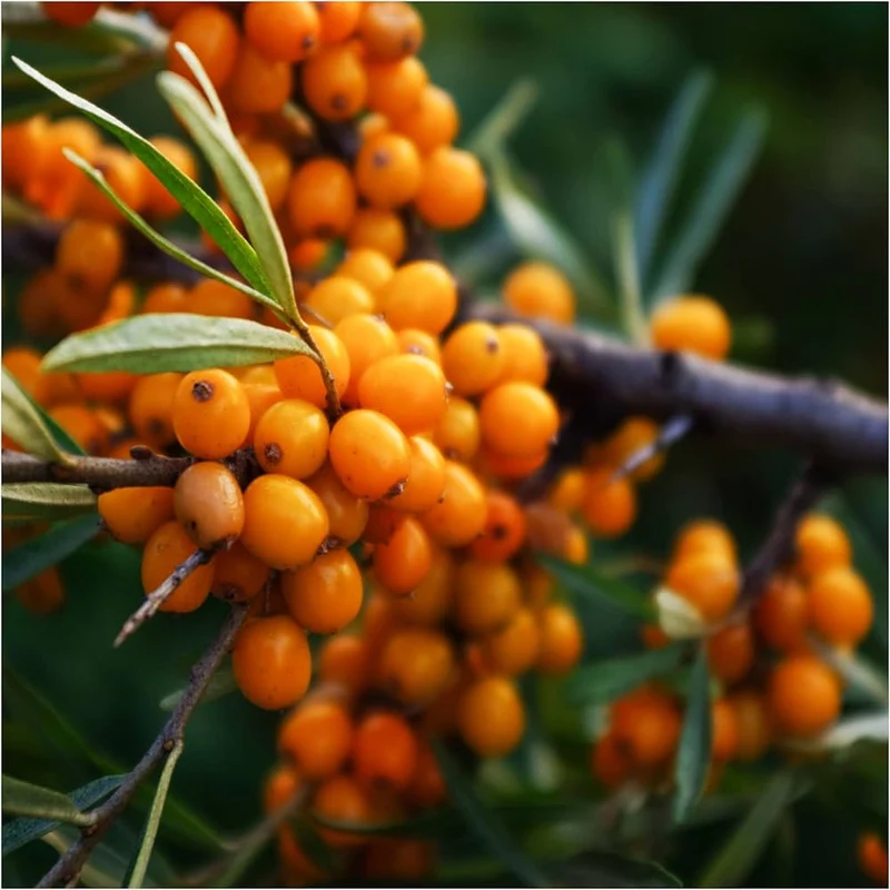 Seabuckthorn (Hippophae rhamnoides) – Seeds