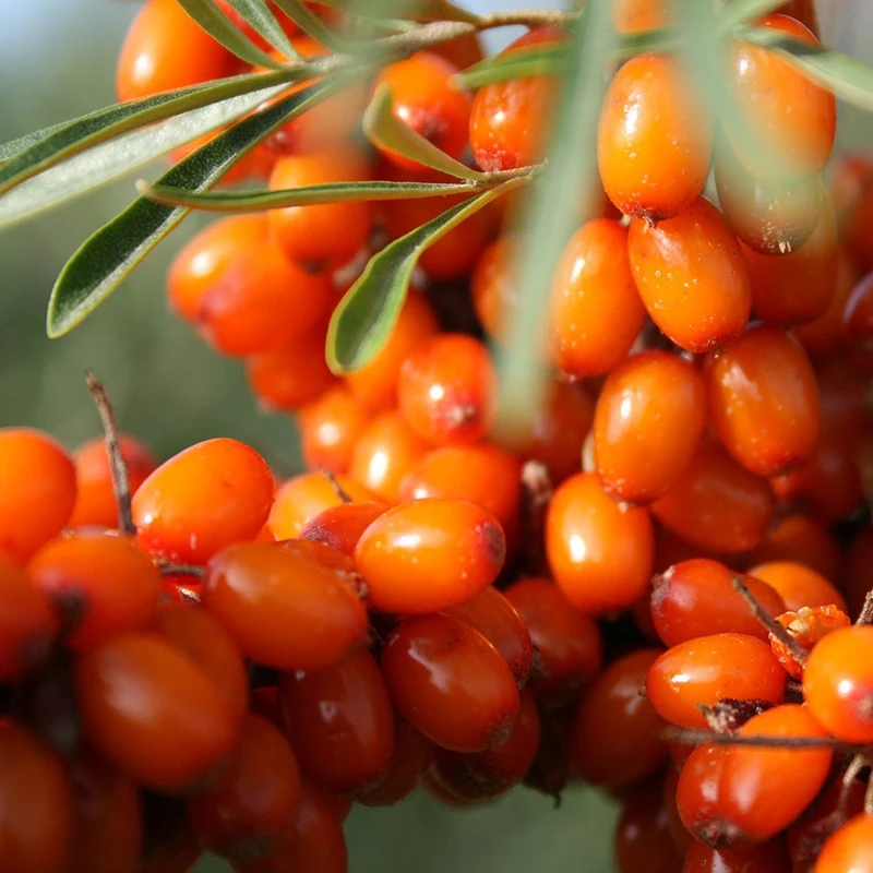 Seabuckthorn (Hippophae rhamnoides) – Seeds